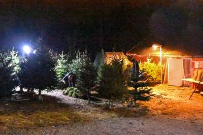 Færre kjøper ekte juletre – men lokalt utsalg holder stand