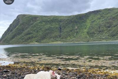 Fire sauer døde etter hundeangrep – hundeeier går fri og hundene avlives ikke