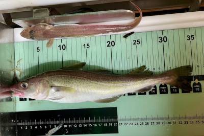 Fangster store mengder mengder småfisk – bestemt i avtale med Russland