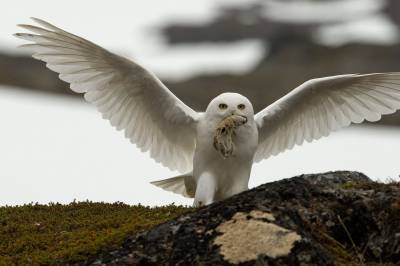 Snøuglen satt på internasjonal bevaringsliste