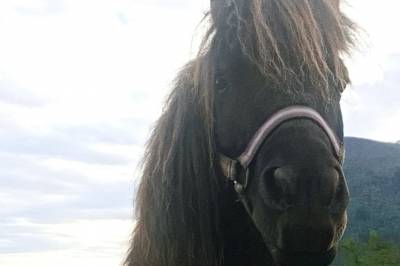 Fryktar at shetlandsponni har blitt stolen i Rauma