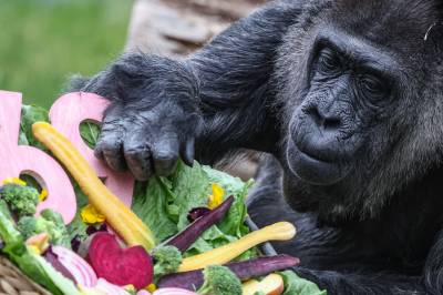 Verdens eldste gorilla feiret i Berlin