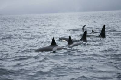 Spekkhoggere i Oslofjorden: – Som å oppdage en ny restaurant
