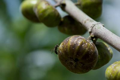 – Naturens kuleste samarbeid