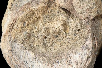 Første dinosaurfossil fra Antarktis funnet gjemt bort i skuff