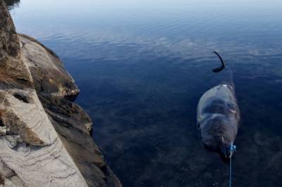 Folk har meldt inn 80 strandede sjøpattedyr