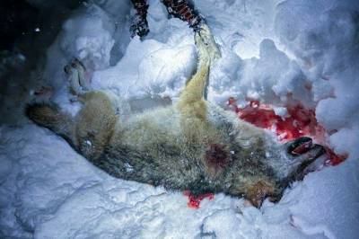 Ulvejakt-saken: Dette skal forsvarerne angripe