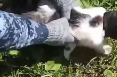 Smuglet narkotika inn i fengsel: Så ble katten avslørt