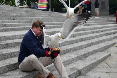 Her tar måkene frokosten hans. Nå vil politikeren endre loven.