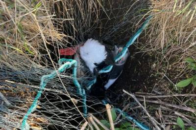 Fanget lundefugl: - Alvorlig