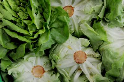 Salatbønder frykter salatmangel i sommer