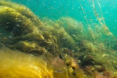 Rekordvarmt vann i 2025