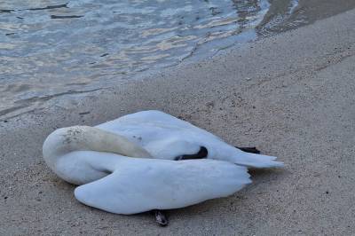 Advarer: – Økning i fugleinfluensa