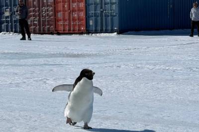 Pingvin på villspor