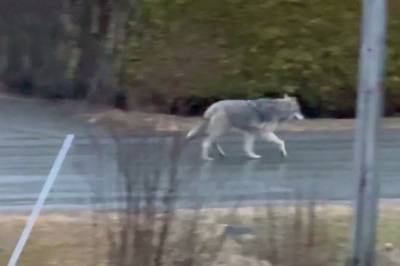 Filma ulv i bustadfelt