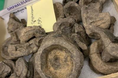 Se bildene: Gigantisk norsk fossil-funn skjulte eldgammel overraskelse