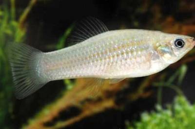 Denne fisken har klonet seg selv i 100.000 år