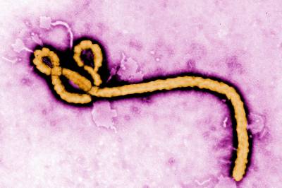 Amerikanere hentes ut etter ebolautbrudd i Kongo og Uganda