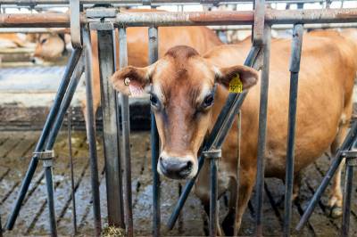 Stortingsflertall går inn for å skrote metanhemmer-krav