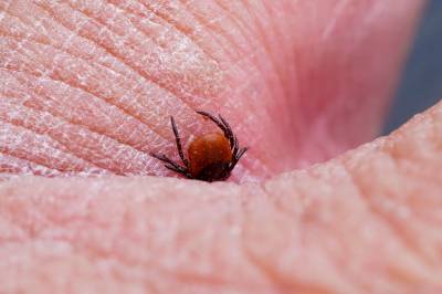 Ett år etter flåttbittet sliter mange fremdeles: – Det er en dramatisk sykdom