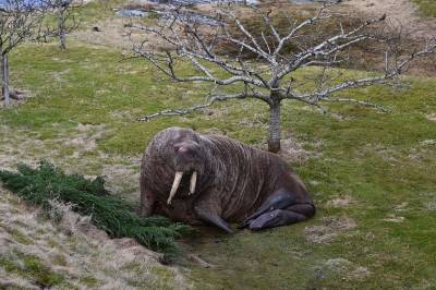 Se hvem som dukket opp i hagen