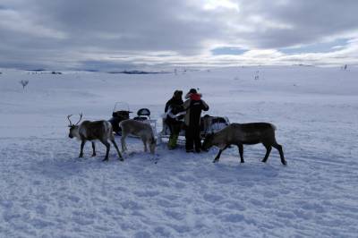 Gamle regler fungerer ikke for reindriften