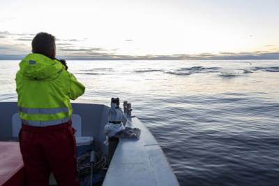Stor studie: Makrellstørja herjer i hele Atlanterhavet