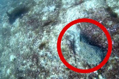 Hitra: Så rett inn i gapet på en breiflabb