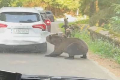 Går løs på bilen