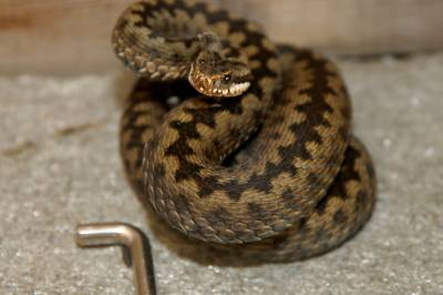 Hoggormen er her – oppfordrer hundeeiere til å være oppmerksomme