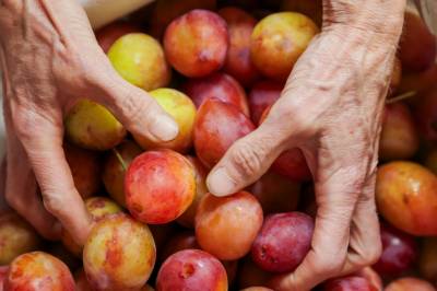 Dårlig plommehøst i Hardanger: Store deler av avlingen råtner på bakken