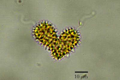 Giftig alge i Oslofjorden: – Kjempedårlig