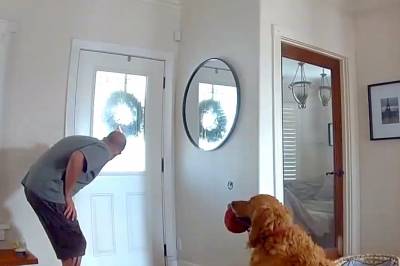 Hunden trygler innbruddstyven om å leke