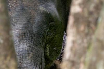 Nå samles verden for å redde dyr og planter:Handel og smugling truer sjeldne arter