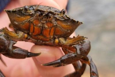 Tre ting du kanskje ikke visste om krabber