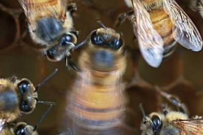 Dette forteller bier hverandre når de danser