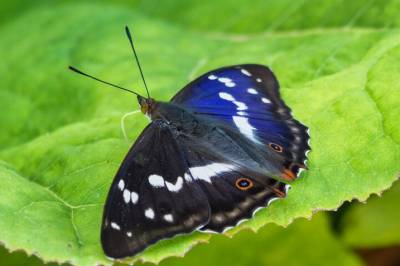 Disse sjeldne sommerfuglene får du trolig se mye av i sommer