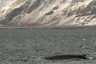 Lytter til hvaler – selv når de er helt stille