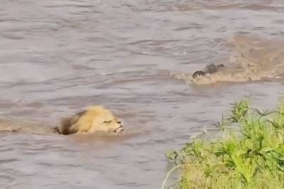 Løven ser ikke krokodillen komme