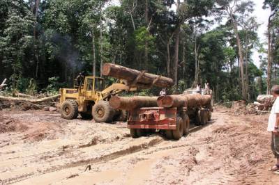 Slik kan du unngå tropisk tømmer
