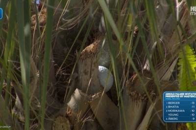 Golfballen forsvinner: – Det er helt sykt!