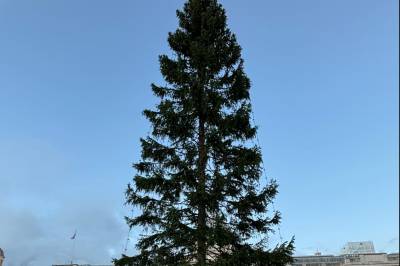 Hyller utskjelt juletre