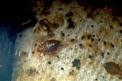 Nå er vi på vei inn i skadedyr-sesongen