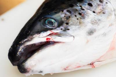 NRK: Norsk laks med sår eksportert ulovlig til fabrikker i Europa