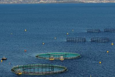 Resultatrush på Oslo Børs: Nå skal sjømatselskapene til pers