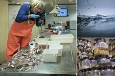 På fem år er talet kritisk truga artar på havbotnen femdobla