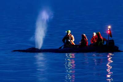 Hval strandet i Østersjøen
