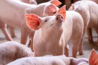 Grisesæd kan redde barn