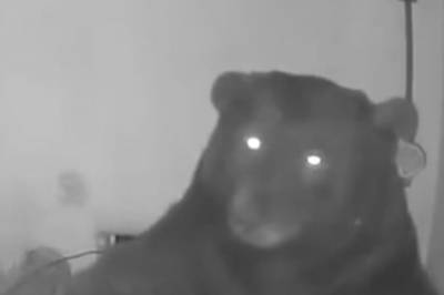 Fikk bjørn under huset