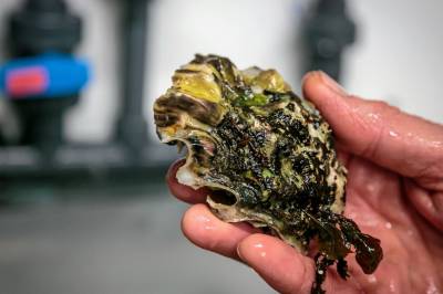 Ulovlig å høste svartelistet østers: – Må være feil